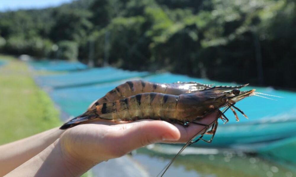 Project Sea Dragon rises from the depths