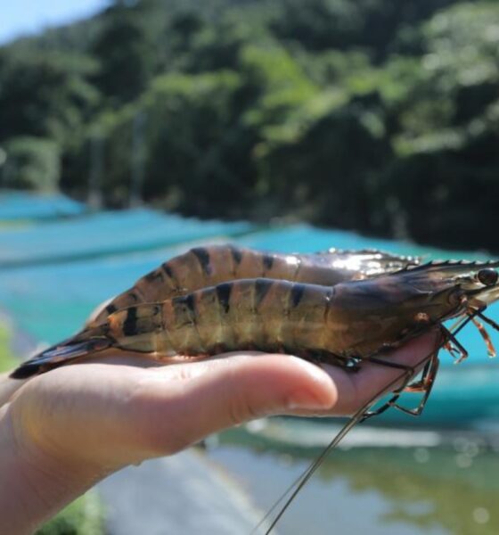 Project Sea Dragon rises from the depths