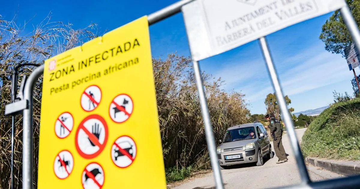 African swine fever outbreak suspected to have originated from lab leak | News World