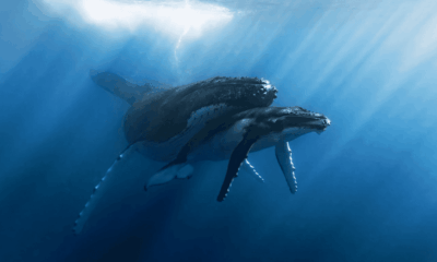 In sight: a tender moment in the deep - Positive News