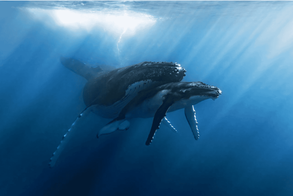 In sight: a tender moment in the deep - Positive News