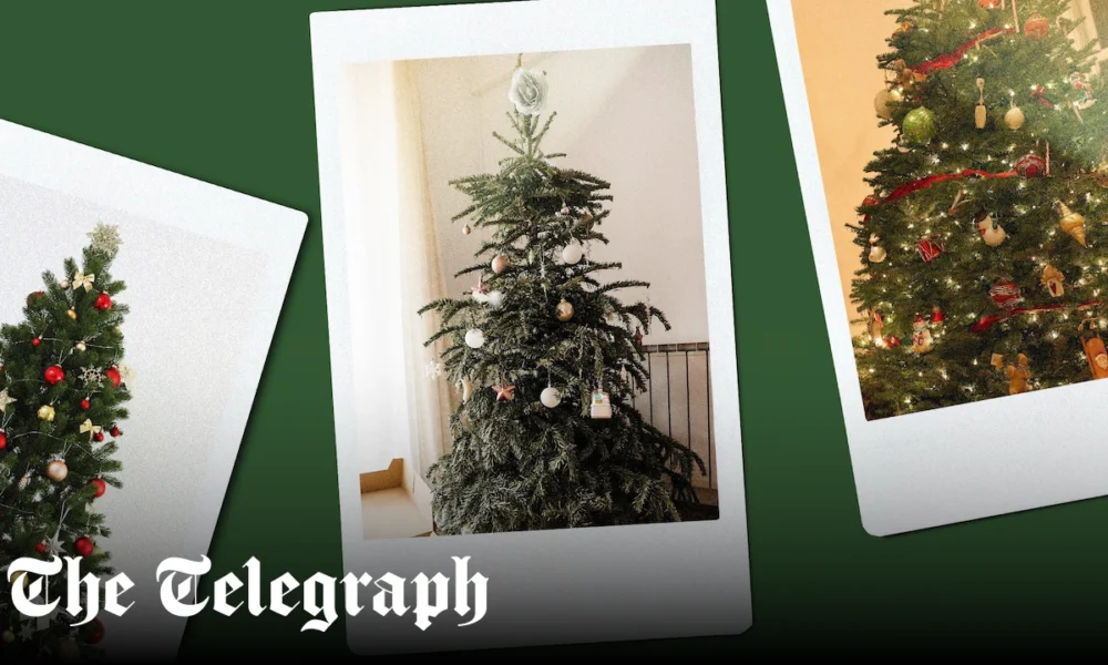 Telegraph readers on the real versus artificial Christmas tree debate