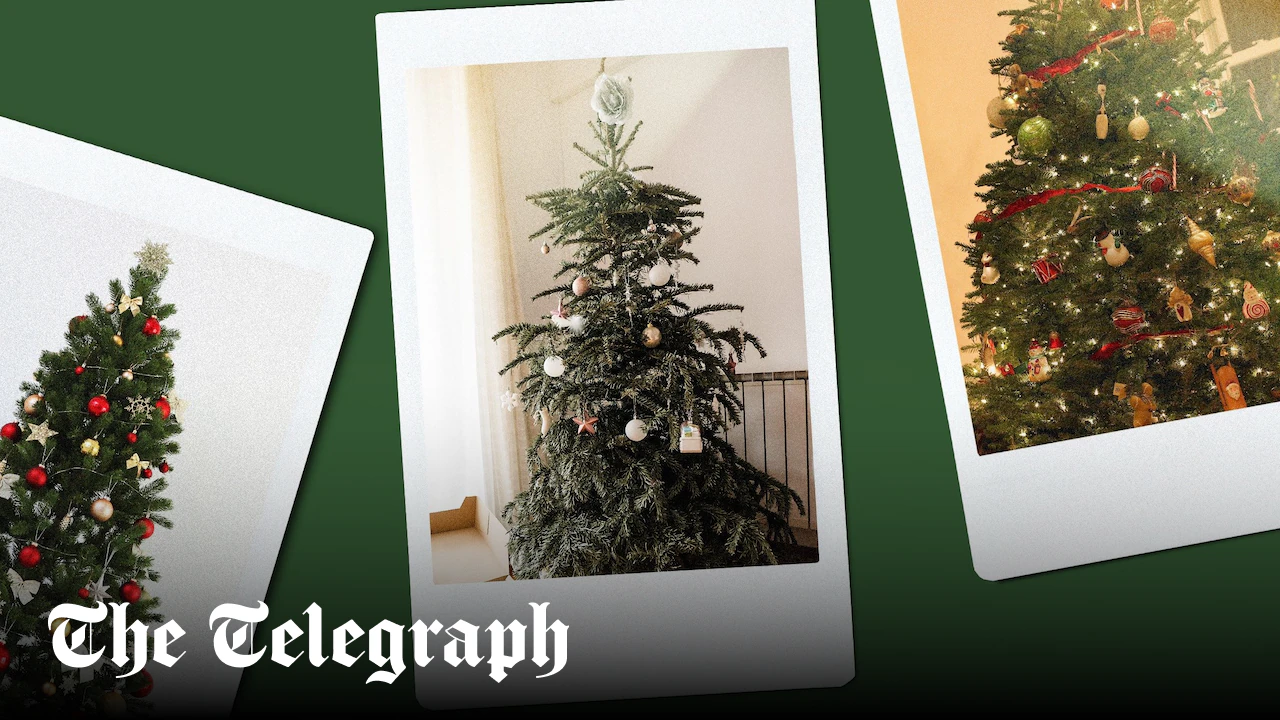 Telegraph readers on the real versus artificial Christmas tree debate