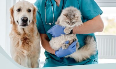 UAE vets veterinary law