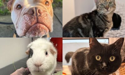 Charming snaps of 21 adorable animals at RSPCA's Stubbington Ark looking for a home