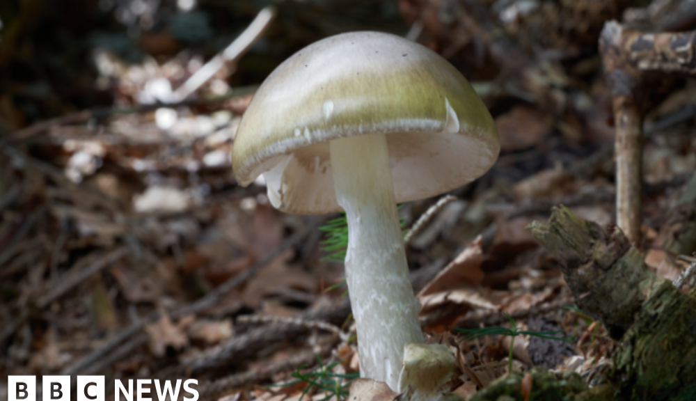 California wild mushroom poisoning leaves 1 dead, 20 injured