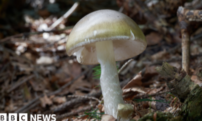 California wild mushroom poisoning leaves 1 dead, 20 injured