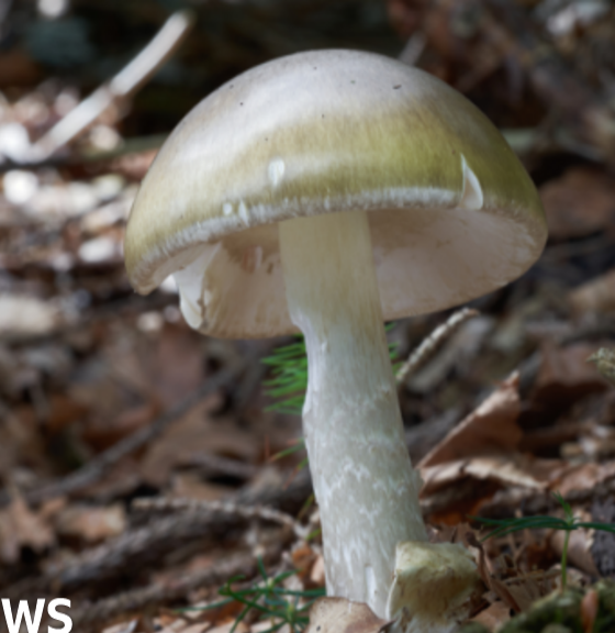California wild mushroom poisoning leaves 1 dead, 20 injured