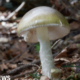 California wild mushroom poisoning leaves 1 dead, 20 injured