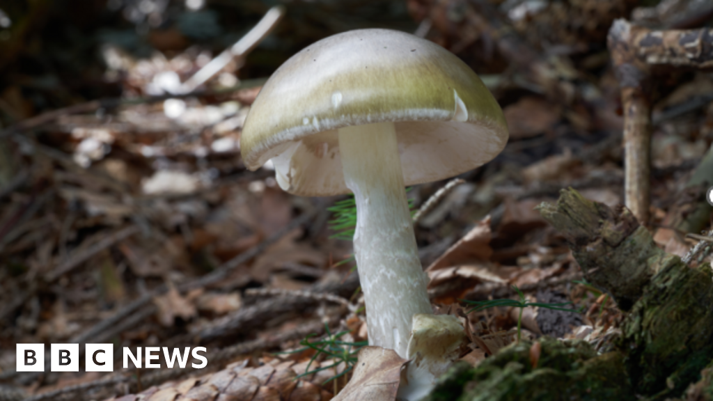 California wild mushroom poisoning leaves 1 dead, 20 injured