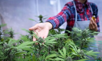 Cannabis stocks jump on report of Trump marijuana reclassification plan