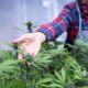 Cannabis stocks jump on report of Trump marijuana reclassification plan