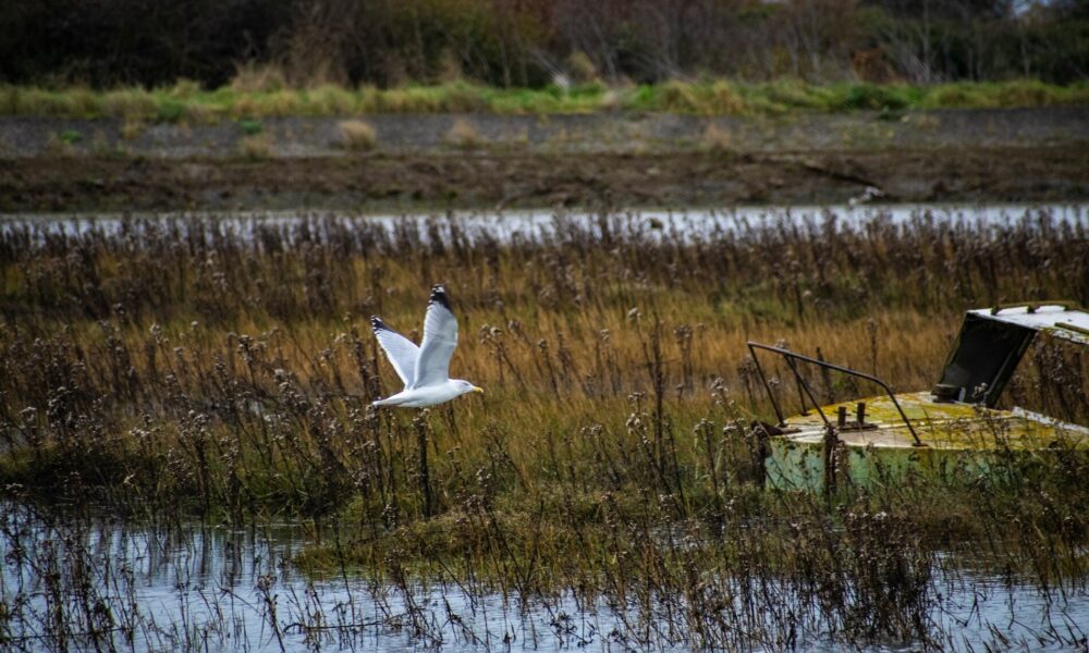 Abandoned oil refineries are becoming unlikely havens for wildlife