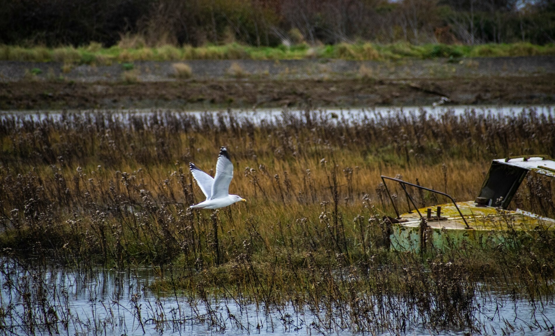 Abandoned oil refineries are becoming unlikely havens for wildlife