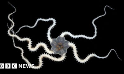 Over a third of animals lost in test deep sea mining