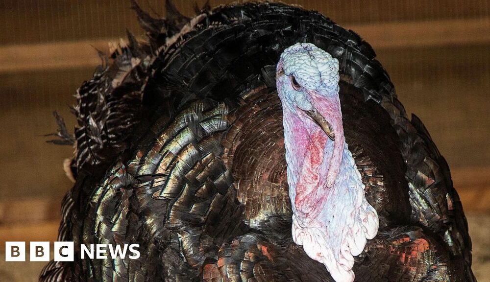 Turkey breeder supplying luxury stores investigated over welfare