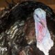 Turkey breeder supplying luxury stores investigated over welfare