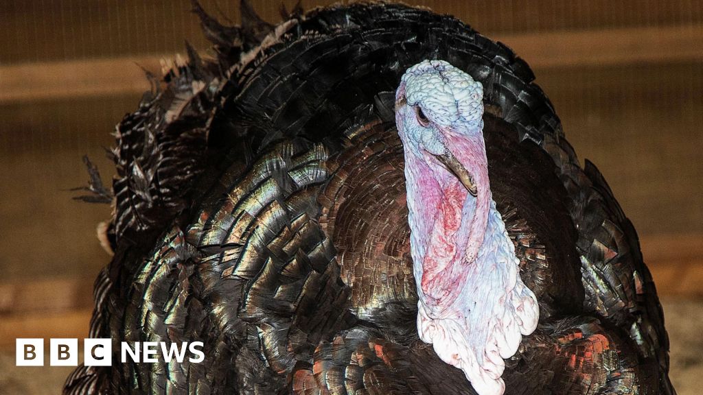 Turkey breeder supplying luxury stores investigated over welfare