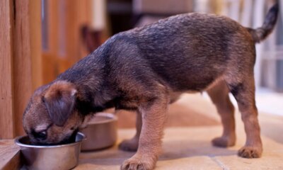 Wisconsin-based Fromm Family Foods recalls dog food over plastic contamination