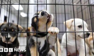 Puppy farm and trail hunt ban promised in animal welfare strategy