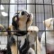 Puppy farm and trail hunt ban promised in animal welfare strategy