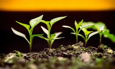 What Advisors Should Know as the Market Matures