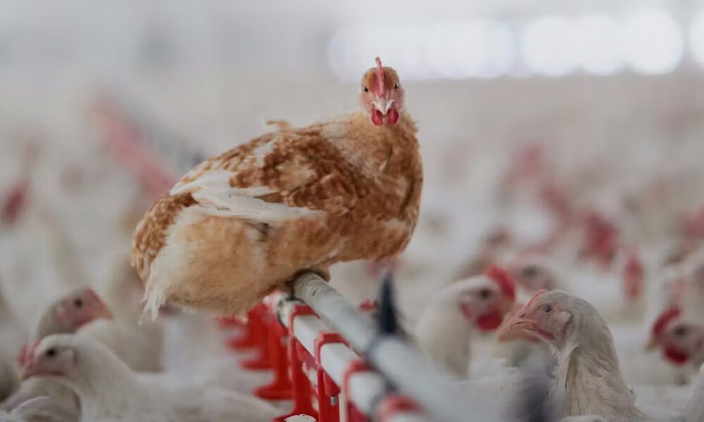 Who owns your chicken? We’ve mapped the corporate power behind the world’s favourite meat