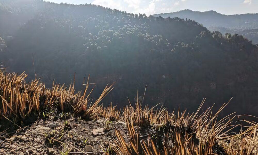 How traditional Himalayan burning could help prevent mega wildfires