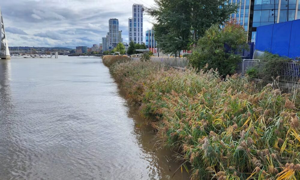 From concrete walls to living edges, here’s how riverside habitats are being restored along the Thames