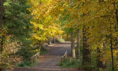 How to listen to a forest