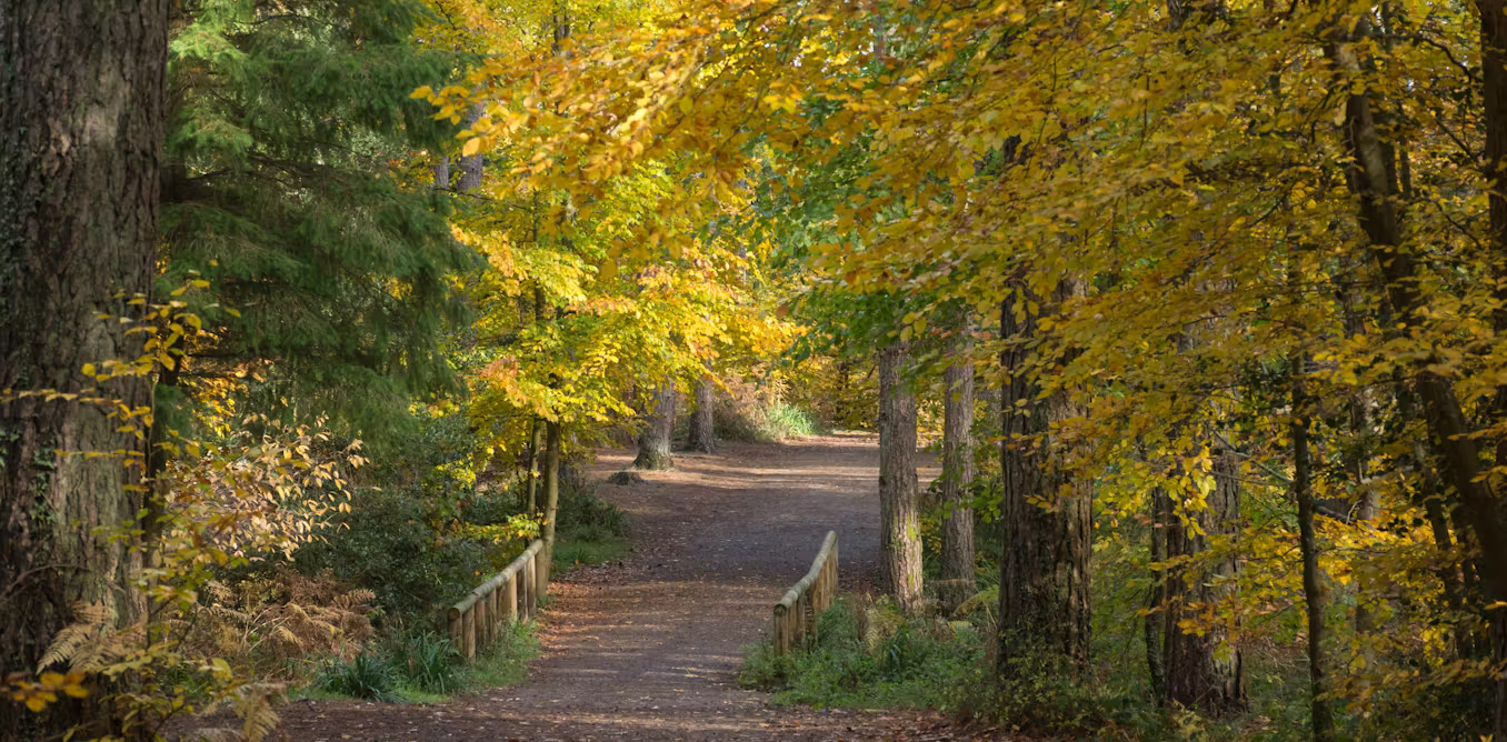 How to listen to a forest