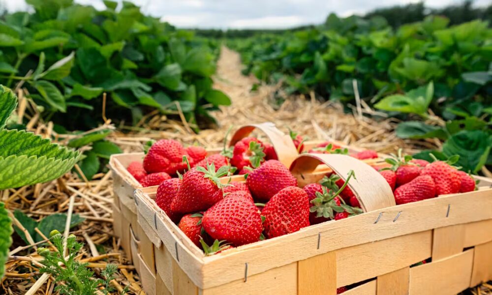 How ‘digital twins’ could help prevent cyber-attacks on the food industry