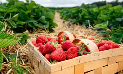 How ‘digital twins’ could help prevent cyber-attacks on the food industry