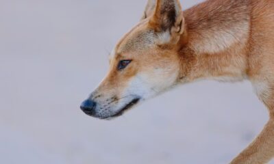 How European colonisation has created more animal hybrids