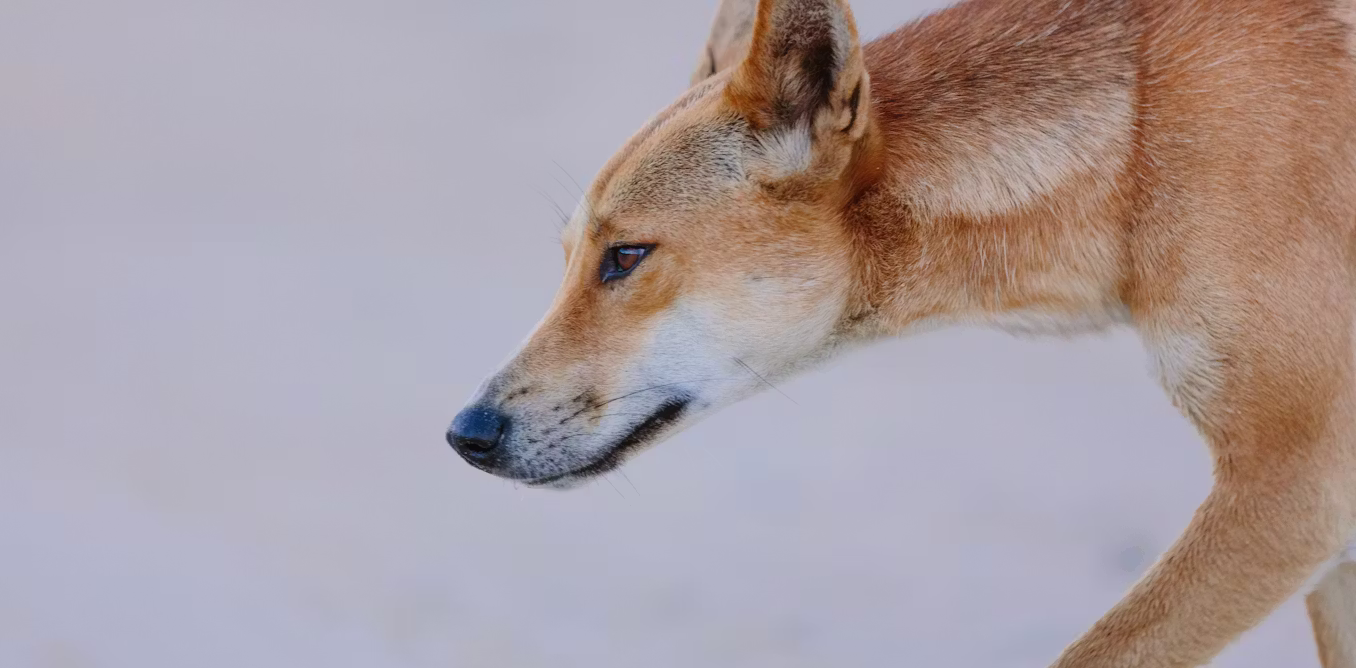 How European colonisation has created more animal hybrids
