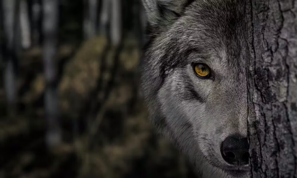 How Hollywood horror’s ‘killer wolf’ trope is sabotaging rewilding efforts