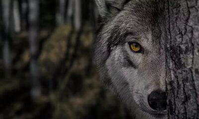 How Hollywood horror’s ‘killer wolf’ trope is sabotaging rewilding efforts