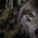How Hollywood horror’s ‘killer wolf’ trope is sabotaging rewilding efforts