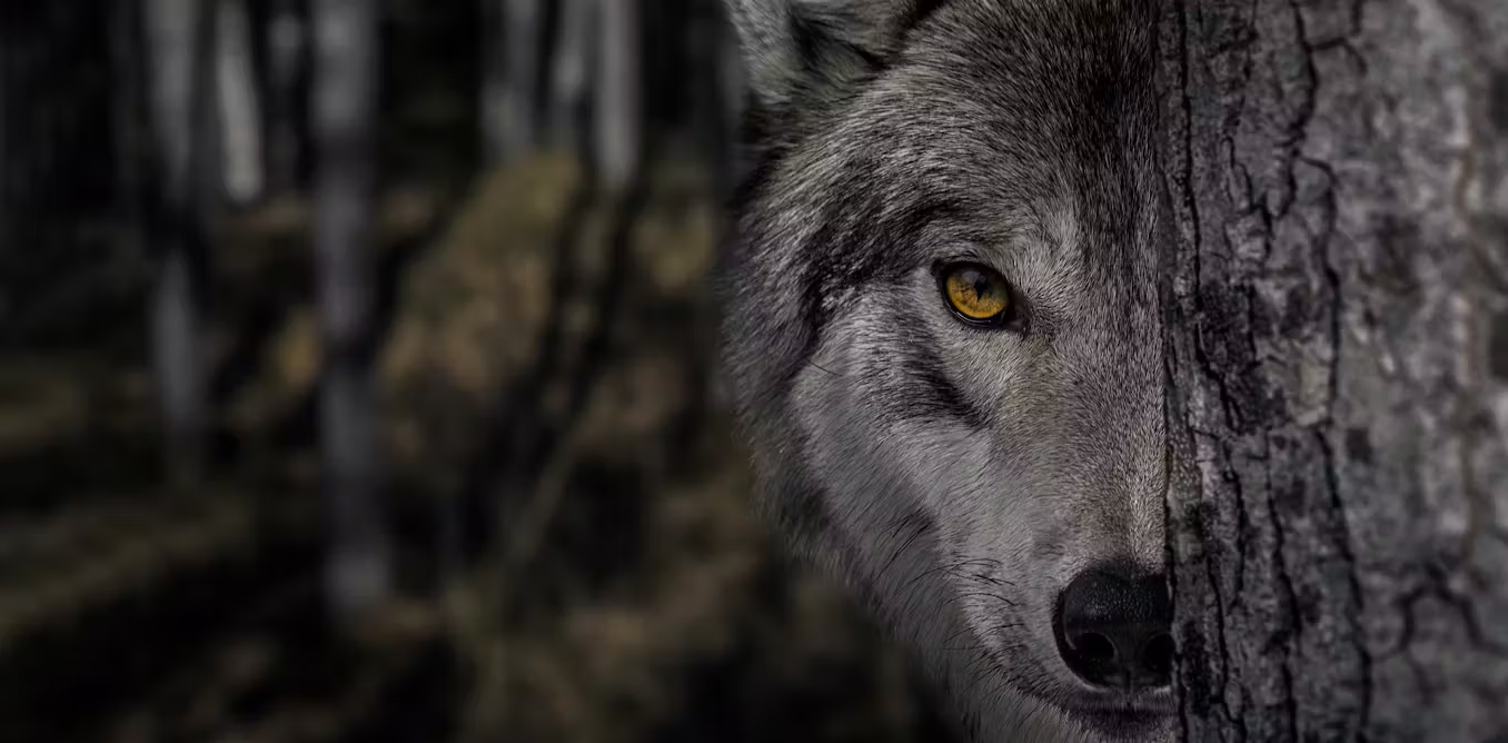 How Hollywood horror’s ‘killer wolf’ trope is sabotaging rewilding efforts