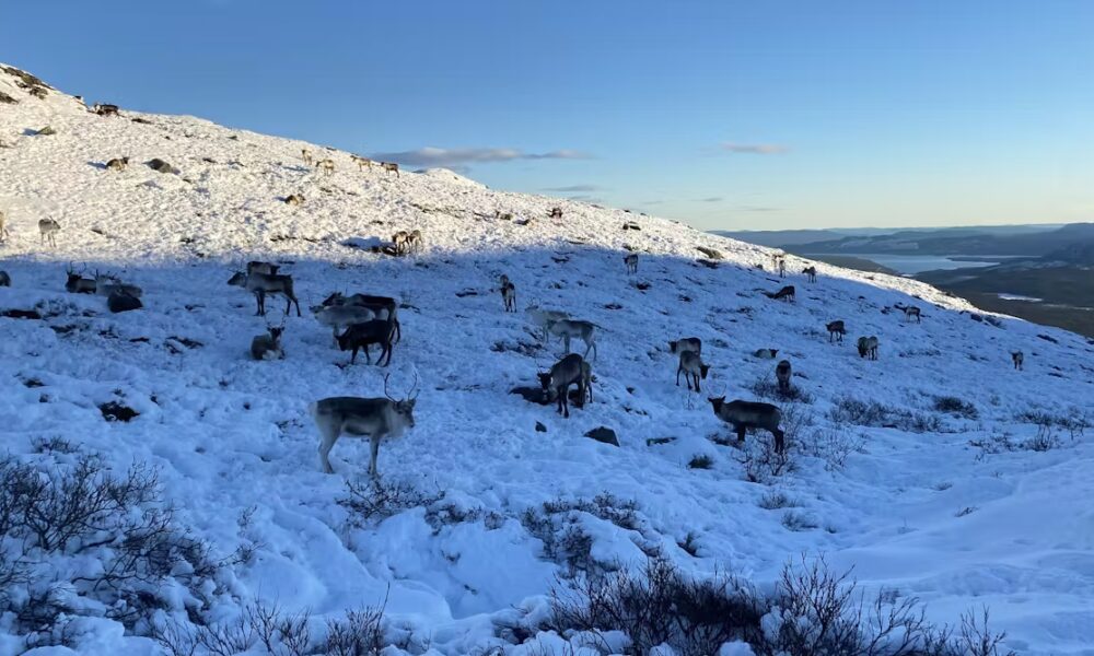 Sweden’s mining industry is threatening the Indigenous Sami people’s way of life