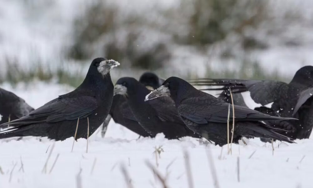 Humans aren’t the only animals that gather to hunker down together at Christmas