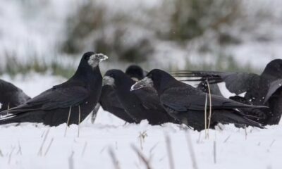 Humans aren’t the only animals that gather to hunker down together at Christmas