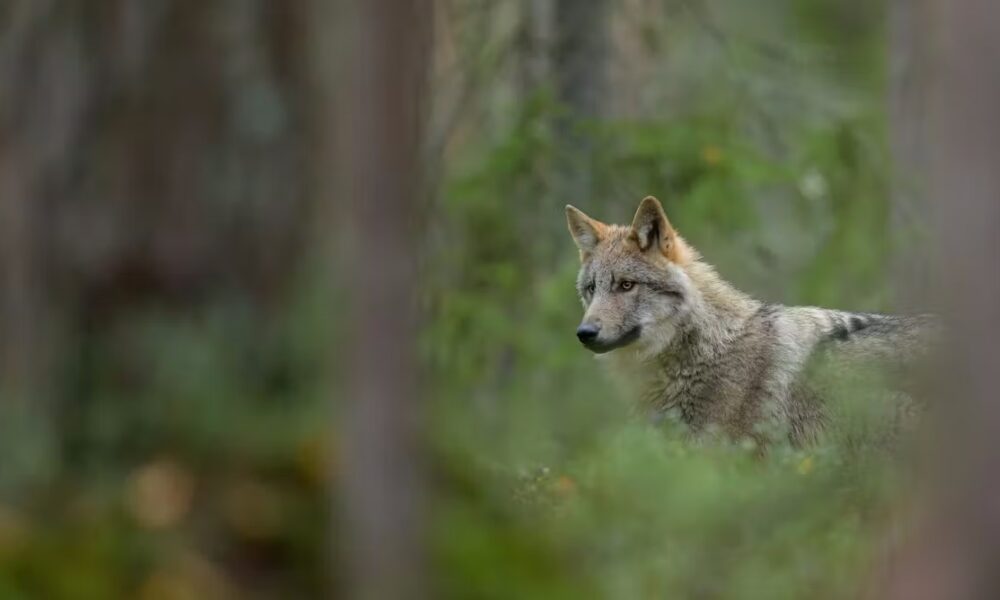 Should lynx and wolves be reintroduced to Britain and Ireland? Young people have mixed feelings