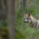 Should lynx and wolves be reintroduced to Britain and Ireland? Young people have mixed feelings