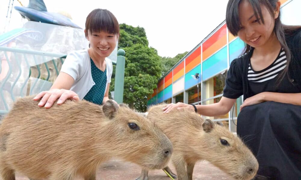 cute trend or welfare crisis?