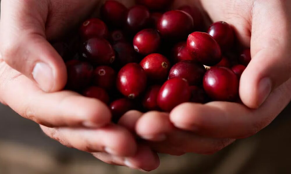 How cranberries can be a Christmas cracker for health this festive season