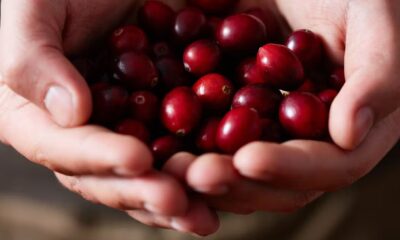 How cranberries can be a Christmas cracker for health this festive season