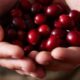 How cranberries can be a Christmas cracker for health this festive season
