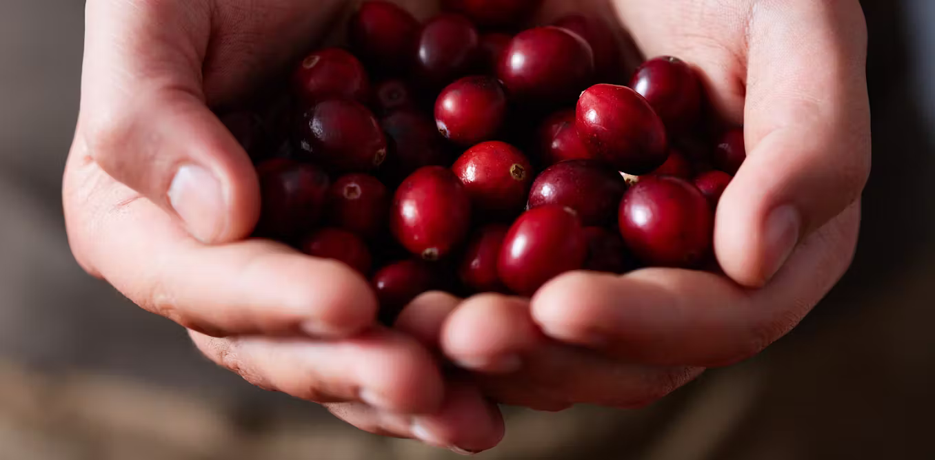 How cranberries can be a Christmas cracker for health this festive season