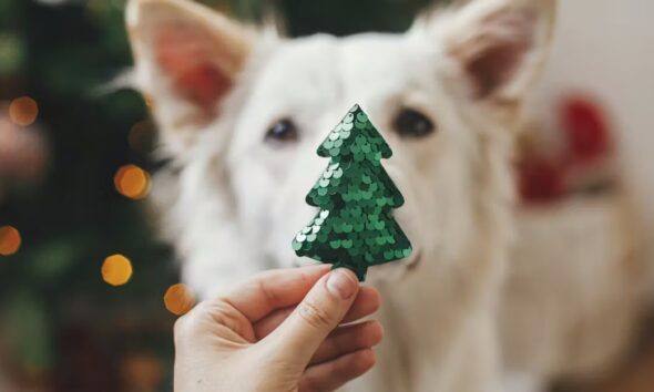 Why you should spend more time with a dog this Christmas